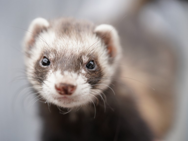 Clinique Veterinaire de Toulenne